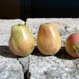 Muso di Bue Maturazione: tardiva Frutto: grande, di forma allungata, verde intenso con un lato rosso aranciato