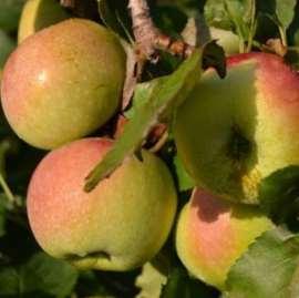 Decio Maturazione: ottobre Frutto: medio, verde-giallo Polpa: candida,