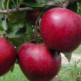 Rossa di Montagna Maturazione: settembre-ottobre Frutto: medio, rosso-arancio Polpa: