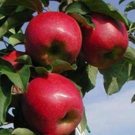 Frutti Resistenti Enova Maturazione: settembre Frutto: grosso, conico-oblungo, rosso sfumato Polpa: fine, soda, croccante,