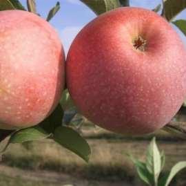 Frutti Resistenti Florina Maturazione: settembre Frutto: medio grosso, rosso-verde Polpa: