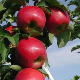 Frutti Resistenti Brina (su EM9) Maturazione: settembre Frutto: medio,