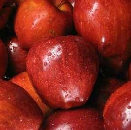 Frutti Resistenti Red Free Maturazione: tardiva Frutto: medio, conico, allungato, rosso intenso