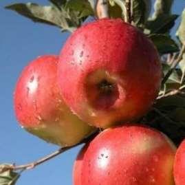 Frutti Resistenti Delorina Maturazione: fine settembre Frutto: piccolo, allungato, arancione-rosso