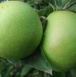 Frutti Resistenti Granny Smith Maturazione: ottobre Frutto: medio-grosso, verde brillante Polpa: bianca, soda,
