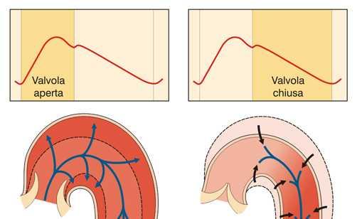 Durante la sistole isotonica del ventricolo, solo una parte della Gittata sistolica è spinta in periferia, il