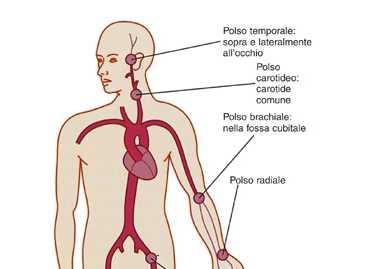 La variazione di P nell aorta, durante il ciclo cardiaco (polso pressorio) si trasmette lungo le pareti elastiche