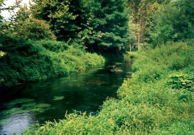 APPLICAZIONE DELL INDICE DI FUNZIONALITÀ FLUVIALE (IFF) AL SISTEMA IDROGRAFICO DEL FIUME TICINO La Roggia Riale nasce da una risorgiva presso Cascina Graziella in Comune di Robecchetto con Induno e