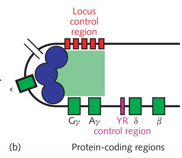 Controllo dell espressione del cluster β: locus control region β-globin region: geni codificanti e Locus Control Region, che consiste di cinque