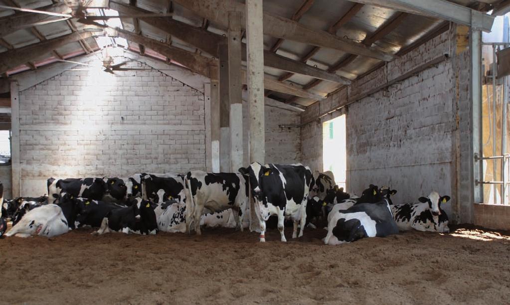 L ANGOLO Vedere le vacche così comode e soddisfatte è davvero un piacere. Sono 4 anni che la lettiera non viene pulita, ma viene lavorata due volte al giorno e i ventilatori sono sempre accesi.