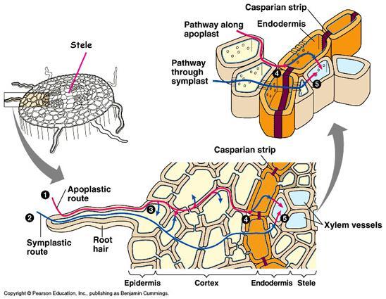 ENDODERMA