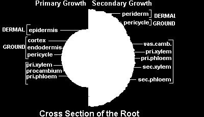 CRESCITA SECONDARIA DELLA RADICE Cambio cribro legnoso (cribro-vascolare)