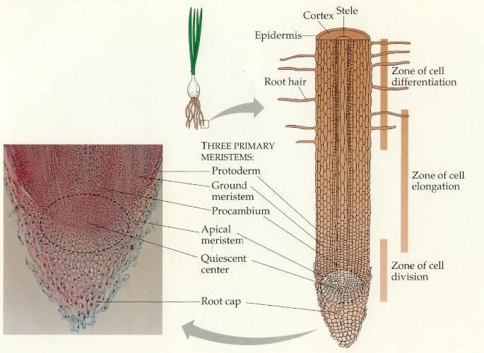 ORGANIZZAZIONE APICALE DELLE RADICI peli radicali zona pilifera zona di struttura primaria protoderma m.