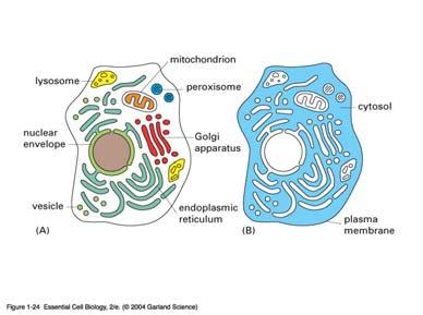 Citosol Ribosomi Sintesi proteica Introduzione al Sistema di Endomembrane Biotecnologie_2011 CITOSOL (1) Tutta la porzione non strutturata che costituisce la parte liquida del citoplasma.