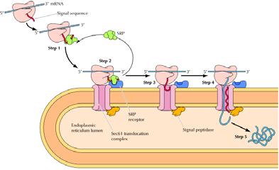 Indirizzamento co traduzionale delle proteine di secrezione verso il reticolo endoplasmatico (ER).