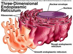 Detossificazione nel fegato di un gran numero di composti organici (ad es. barbiturici, etanolo) il cui uso cronico può condurre alla proliferazione del REL nelle cellule epatiche.