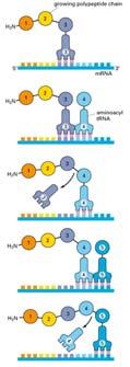 Decodificazione di una molecola di mrna Ogni aminoacido addizionato all estremità crescente della catena polipeptidica viene selezionato mediante appaiamento