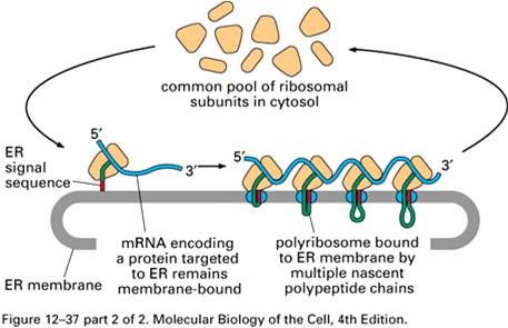 Ribosomi liberi e legati alla membrana del reticolo endoplasmatico Eventi post-traduzionali Specifici segnali, contenuti nella sequenza amminoacidica delle proteine, le dirigono alle loro