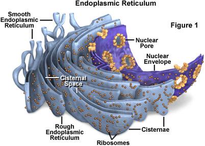 Le vescicole si formano sia nel reticolo endoplasmatico che nell apparato di Golgi. I lisosomi sono prodotti a partire da vescicole che si distaccano dall apparato di Golgi.