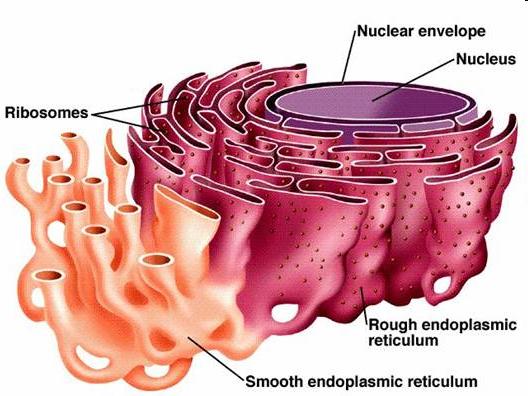 book=cooper&part=a1466&rendert ype=figure&id=a1492 Trasporto vescicolare dal ER al Golgi Proteine e lipidi sono trasportate del ER al Golgi in vescicole di trasporto che gemmano dalla membrana del