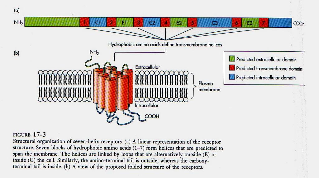 extracellular 21 Spiegare la sintesi e lo smistamento del recettore