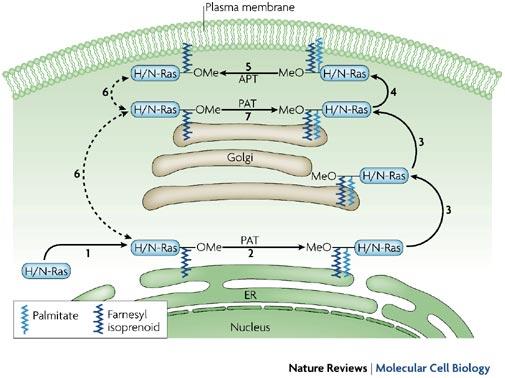 2 Proteine citoplasmatiche (intracellulari) ancorate a lipidi di membrana 27 Asimmetria di