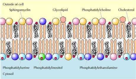 Phosphadidylcholine Asimmetria di composizione della membrana plasmatica Colesterolo