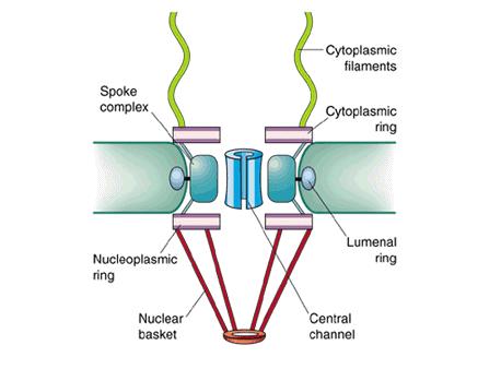 una sequenza NLS nel passaggio dal citoplasma al nucleoplasma