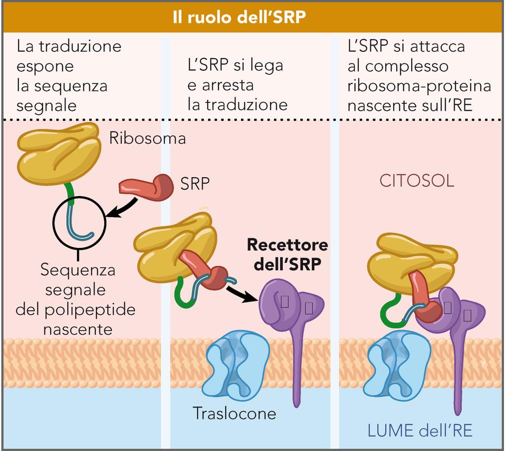 11 1- La sintesi del polipeptide inizia su di un ribosoma libero nel 2- la proteina SRP si lega al peptide segnale