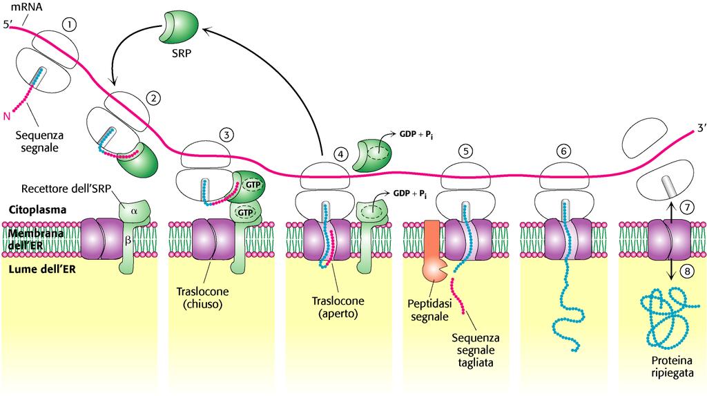 TARGETING NEL RETICOLO ENDOPLASMATICO MEDIATO DALLA PROTEINA