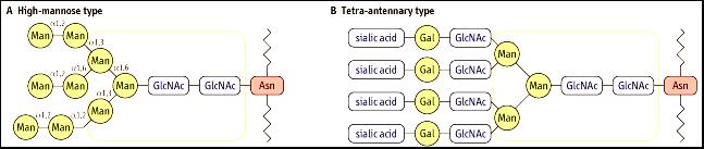 GLICOPROTEINE N- glicosilate (N ammidico dell asparagina) La glicosilazione in N è un processo co-traduzionale inizia nel reticolo endoplasmatico.