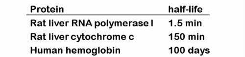 DEGRADAZIONE delle Proteine L emivita delle proteine varia da giorni a minuti Le cellule del cristallino non vengono sostituite: le loro proteine permangono per tutta la durata della vita di un
