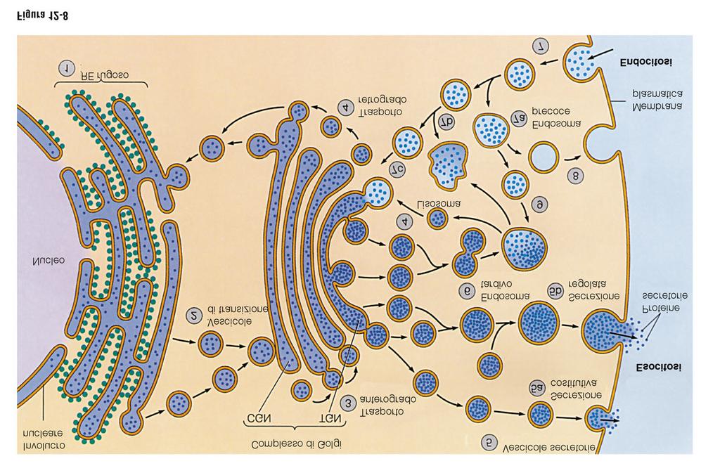 IL traffico delle vescicole coatomero Es rinnovo membrane, secrezione muco Prodotti