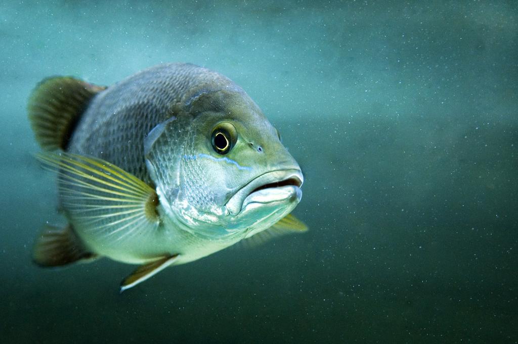 Tutto l anno sono frequenti gli incontri con tonni, cernie, murene, carangidi, tartarughe, pesci napoleone, aquile di mare. A volte delfini tra gli sciami di fucilieri.