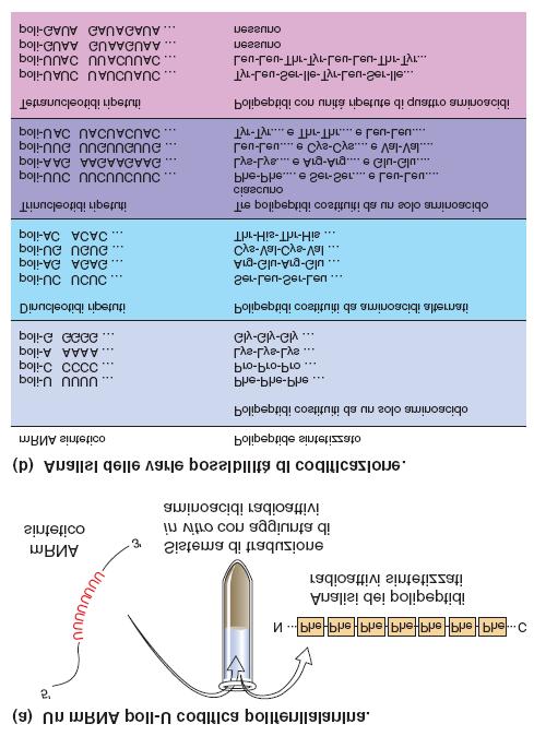 L uso di mrna sintetici e della traduzione in vitro per scoprire quali aminoacidi corrispondono ai codoni Nel 1961, Marshall Nirenberg e