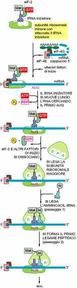 Fase d allungamento Al sito A si lega il trna acilato (portante il secondo aminoacido della catena polipeptidica).