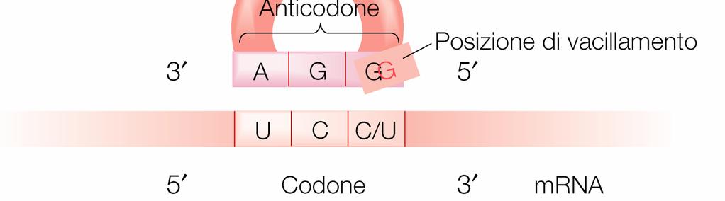 idrogeno Codone-> tripletta di RNA