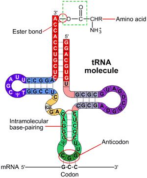 Reazioni della sintesi proteica Aminoacil-tRNA