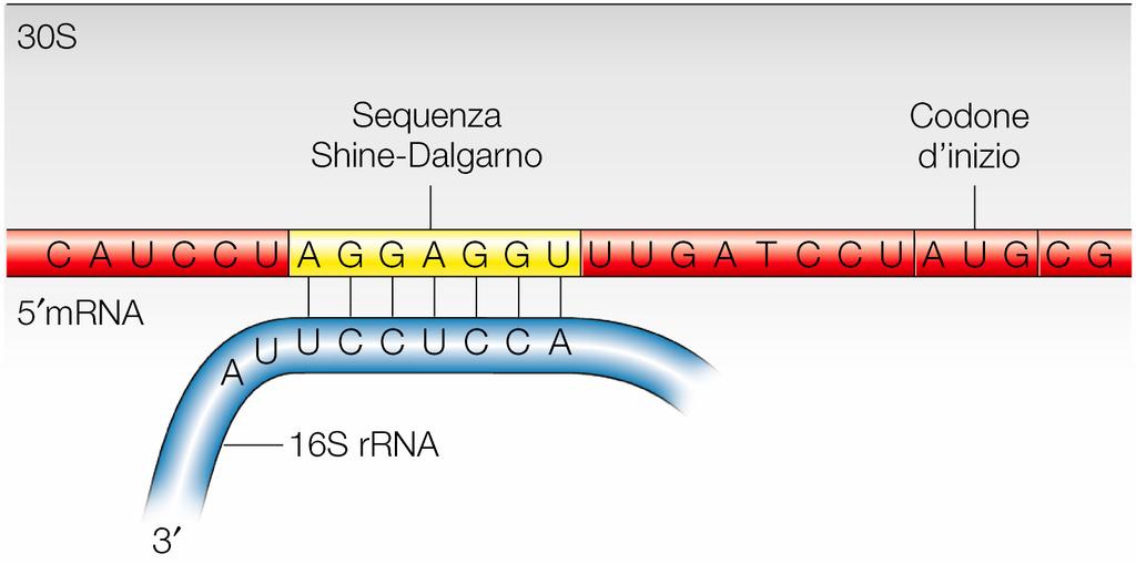 Sequenza Shine-Dalgarno Nei batteri i veri codoni AUG d inizio sono preceduti