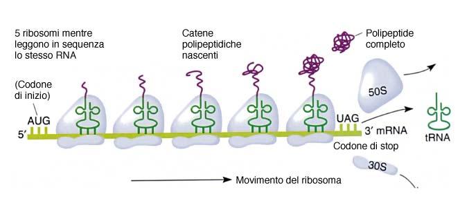 Polisoma : diversi ribosomi