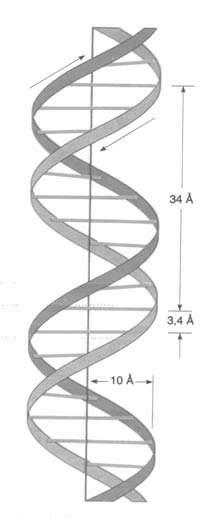 Capitolo I STRUTTURA, FUNZIONE ED ESPRESSIONE DEL DNA Struttura del DNA Il genoma umano è costituito da molecole di DNA che compongono i cromosomi, presenti nel nucleo e nei mitocondri.