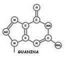 4); b) i due filamenti (eliche) del DNA sono uniti all interno della struttura da legami