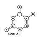 altra; Figura 3. Le basi azotate del DNA Figura 4.