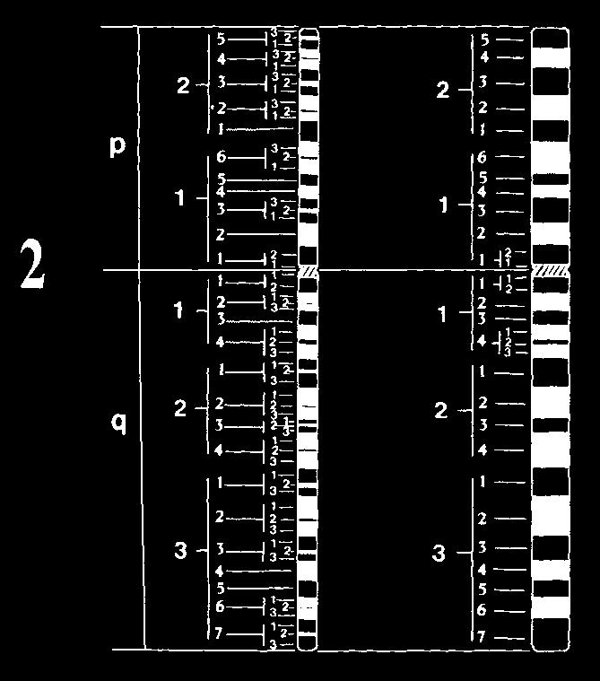 Struttura, funzione ed espressione del DNA 15 Figura 9. Le tecniche di ibridazione in situ con fluorescenza (FISH) consentono di riconoscere i cromosomi anche in interfase Figura 8.