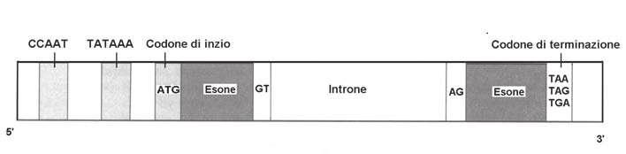 Struttura, funzione ed espressione del DNA 17 La struttura dei geni I geni dell uomo sono composti da diversi segmenti, ciascuno dei quali svolge funzioni differenti (Fig.