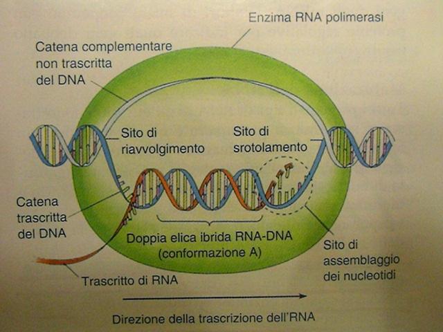 TRASCRIZIONE RNA polimerasi