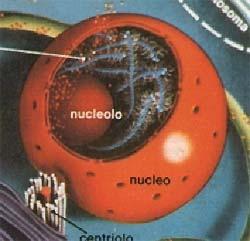 IL NUCLEO Provvisto di due membrane (interna ed esterna) che congiungendosi in alcuni punti formano i pori nucleari attraverso i quali il nucleo scambia materiale con il citoplasma.