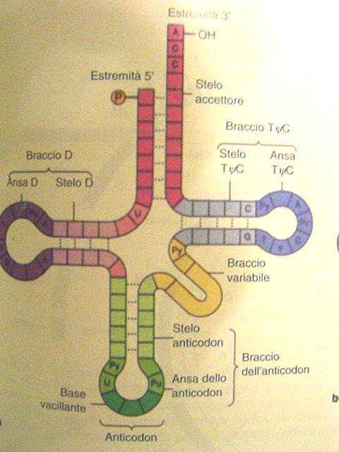 t-rna o RNA transfert Legge la tripletta (codone) di basi sull mrna.