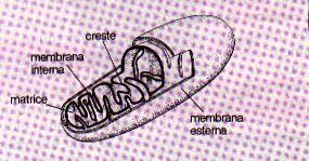 MITOCONDRI Sono le centrali energetiche della cellula Sono caratterizzati da una doppia membrana membrana interna membrana esterna La membrana interna delimita la matrice mitocondriale hanno un