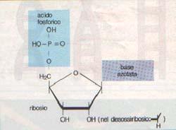 ACIDI NUCLEICI DNA-RNA NUCLEOTIDI = PENTOSO + BASE